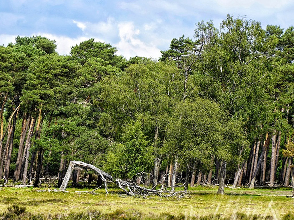 Deze route neemt je mee door dichte bossen, over heidevelden en langs wilde dieren.