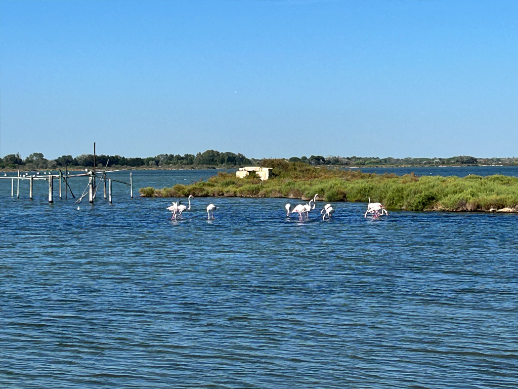 Flamingo's krijgen een roze kleur door het bètacaroteen uit de algen die ze eten.