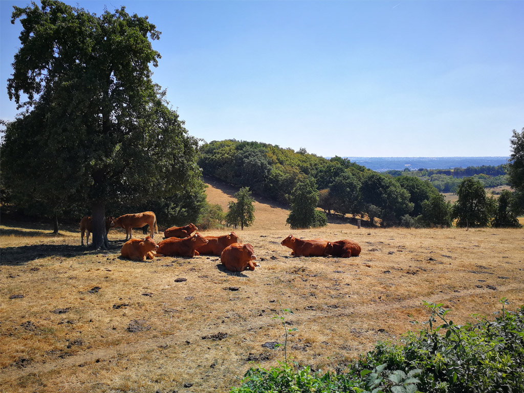 Het uitzicht vanaf de Sint-Pietersberg in Zuid-Limburg