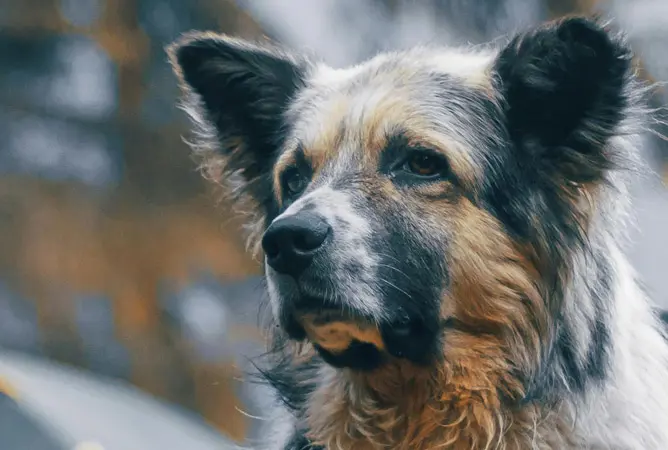 Hoe weet je of een camping hondvriendelijk is