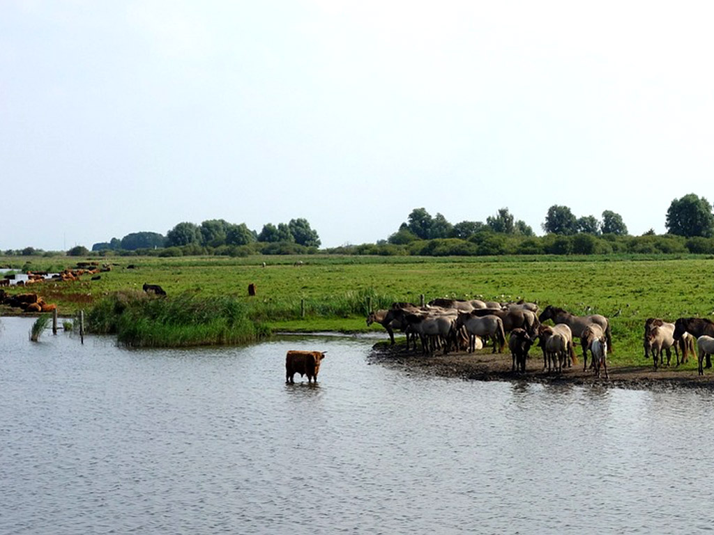 het Nationaal Park Lauwersmeer